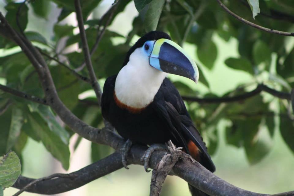 Jacamar Lodge Expeditions Iquitos Eksteriør bilde
