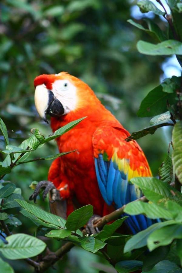 Jacamar Lodge Expeditions Iquitos Eksteriør bilde